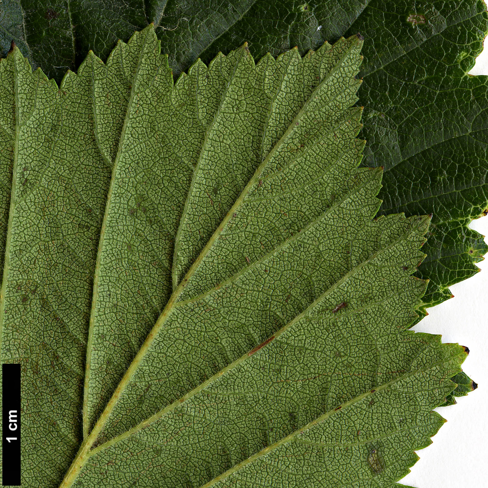 High resolution image: Family: Rosaceae - Genus: Crataegus - Taxon: collina × C.mollis High resolution image: Family: Rosaceae - Genus: Crataegus - Taxon: collina × C.mollis